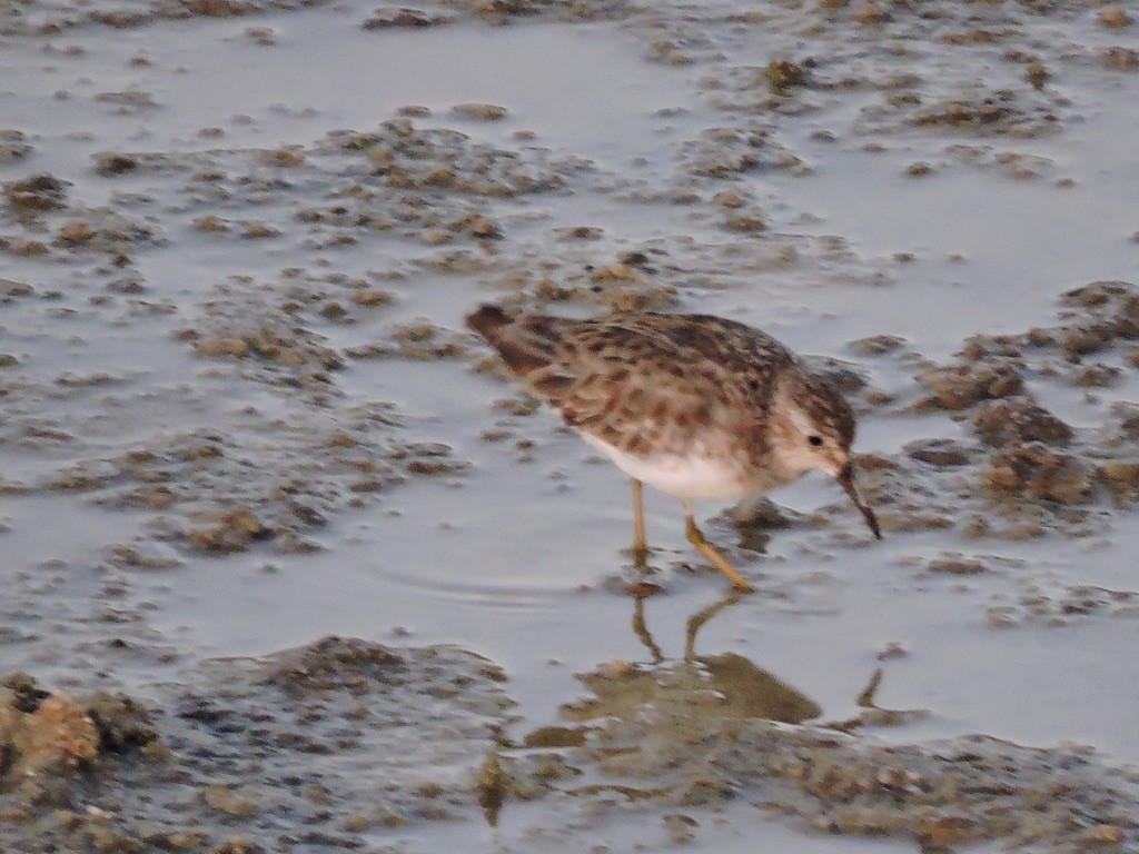 Least Sandpiper - ML491745801