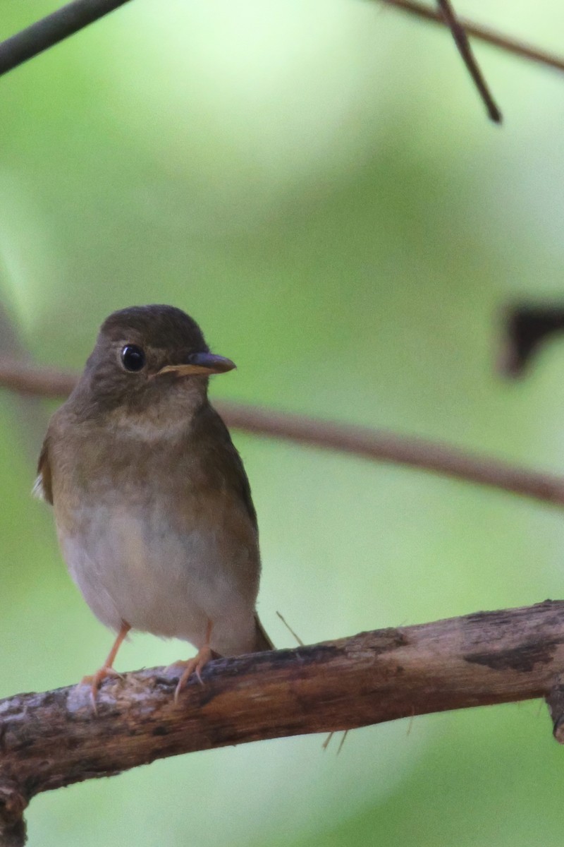 Brown-chested Jungle Flycatcher - ML491746251
