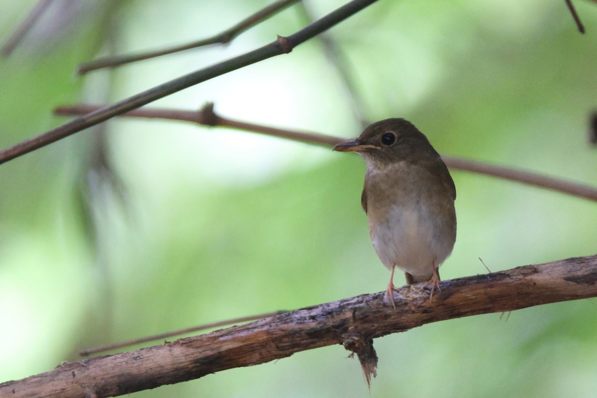 Brown-chested Jungle Flycatcher - ML491746261