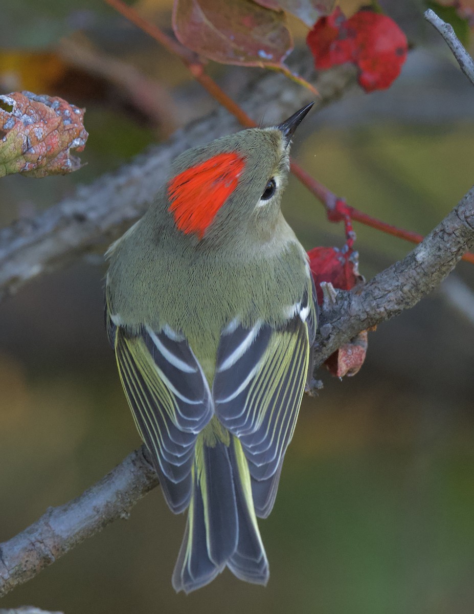 Ruby-crowned Kinglet - Linda Ankerstjerne Olsen