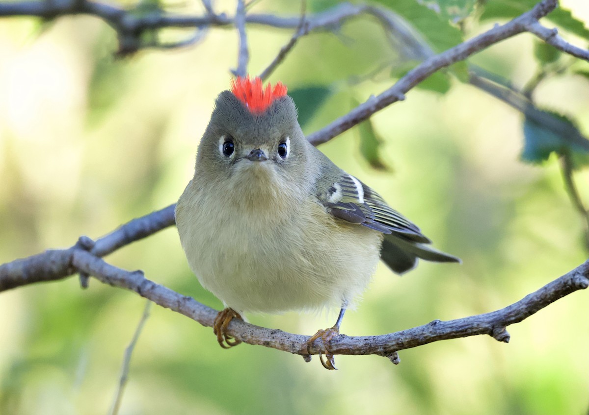 Ruby-crowned Kinglet - Linda Ankerstjerne Olsen