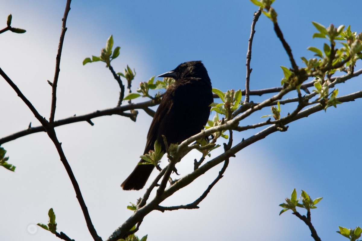 Austral Blackbird - ML491746901