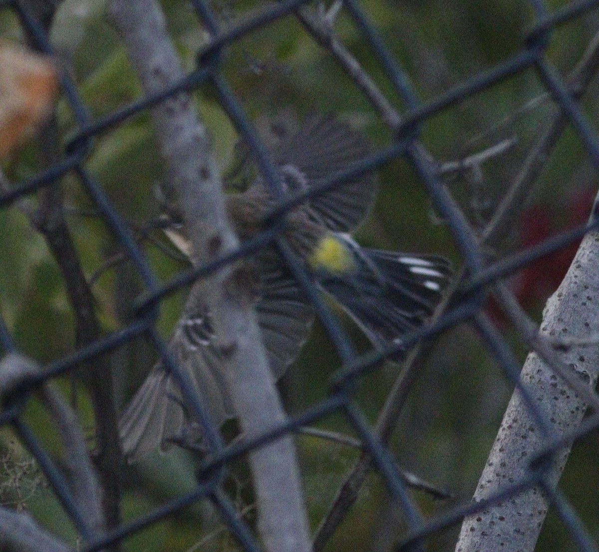 Yellow-rumped Warbler - ML491747121