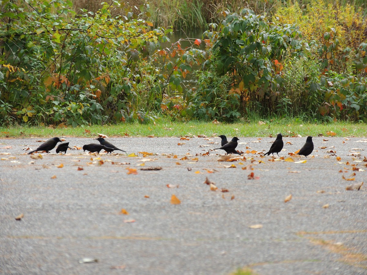 Common Grackle - ML491747541