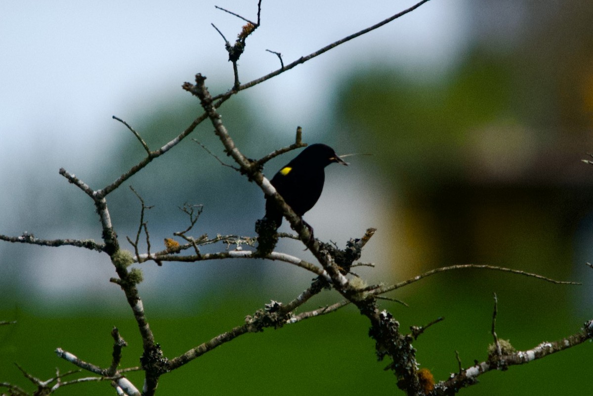 Yellow-winged Blackbird - ML491748201