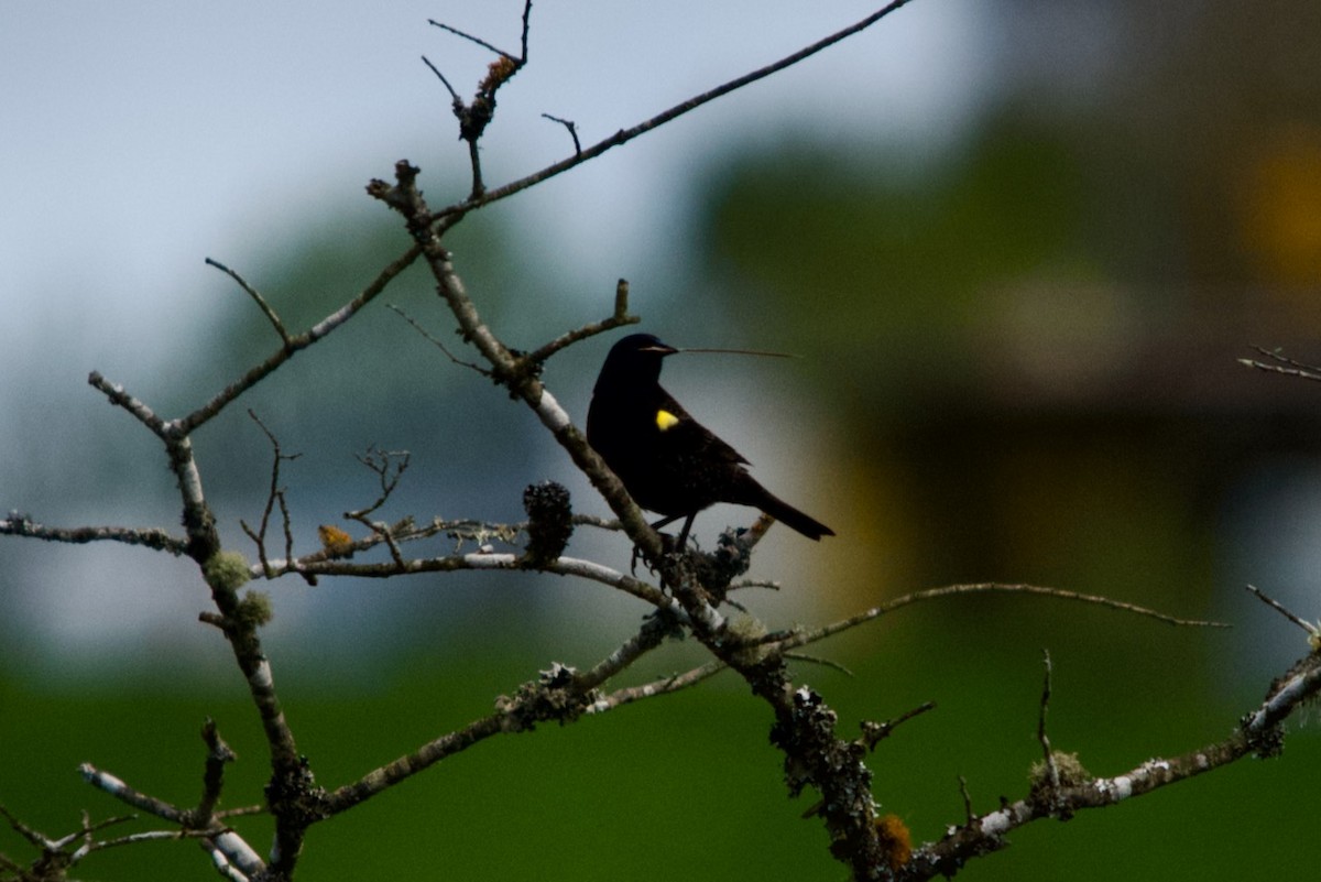 Yellow-winged Blackbird - ML491748211