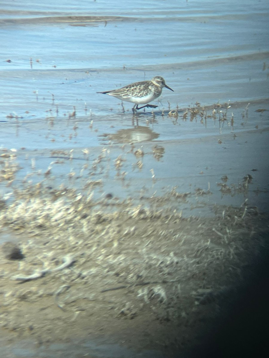 Baird's Sandpiper - Alejandra Mena