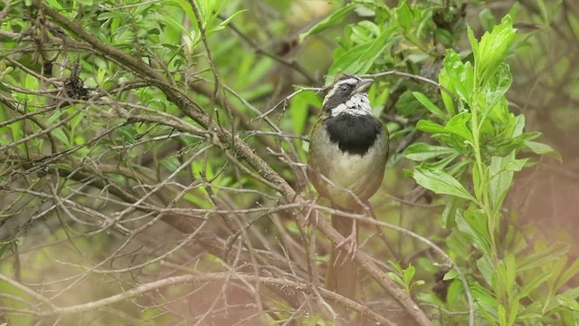 Collared Towhee - ML491748821