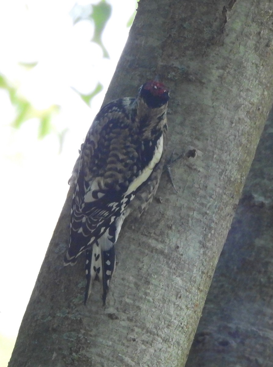 Yellow-bellied Sapsucker - ML491749501