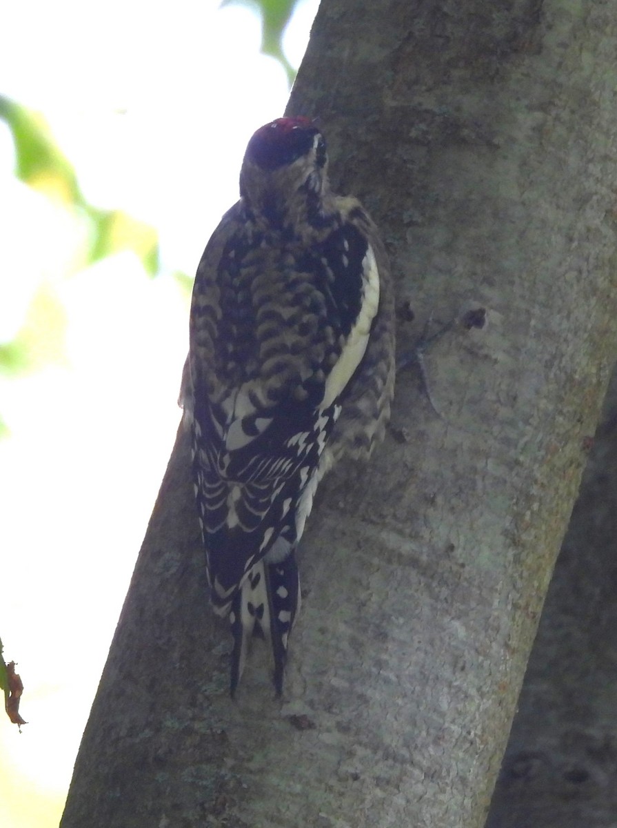 Yellow-bellied Sapsucker - ML491749511