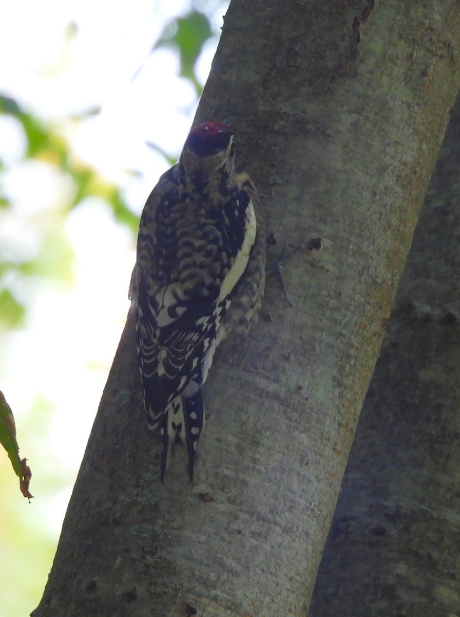 Yellow-bellied Sapsucker - ML491749521