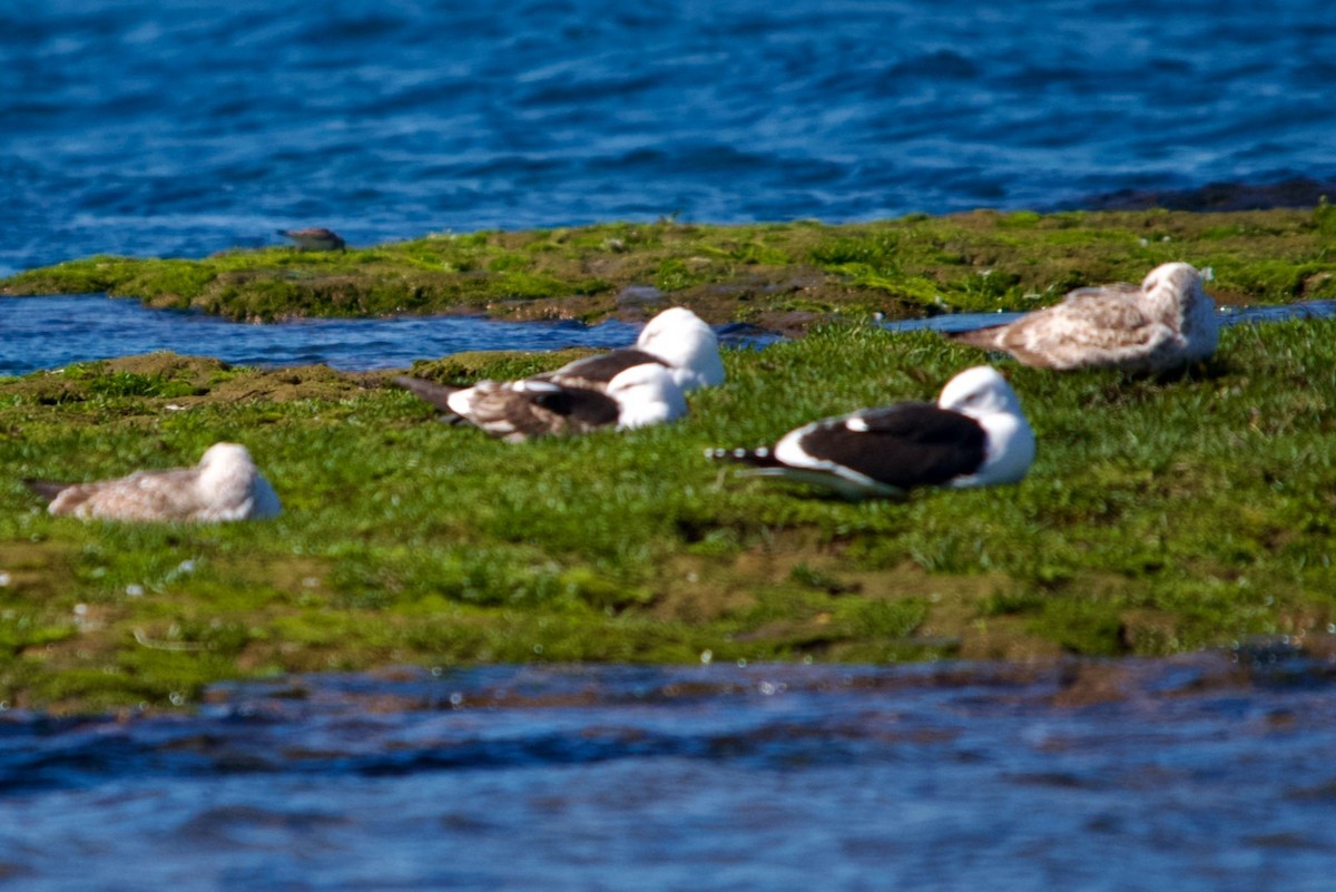 Kelp Gull - ML491750241