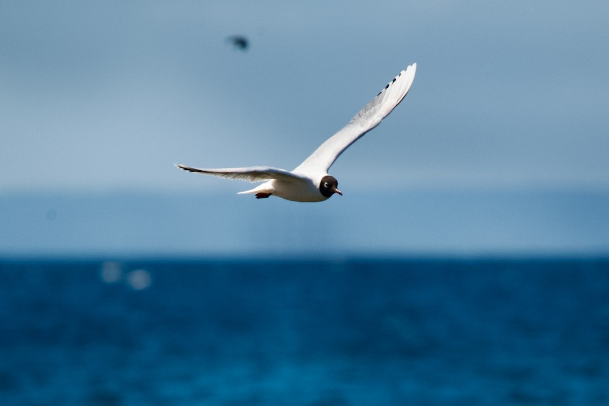 Brown-hooded Gull - ML491750401