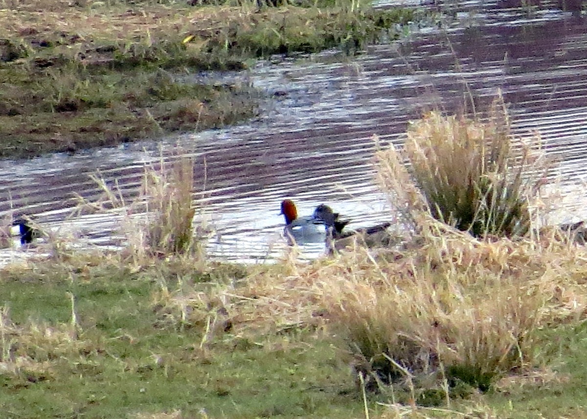 Eurasian Wigeon - John Flannigan