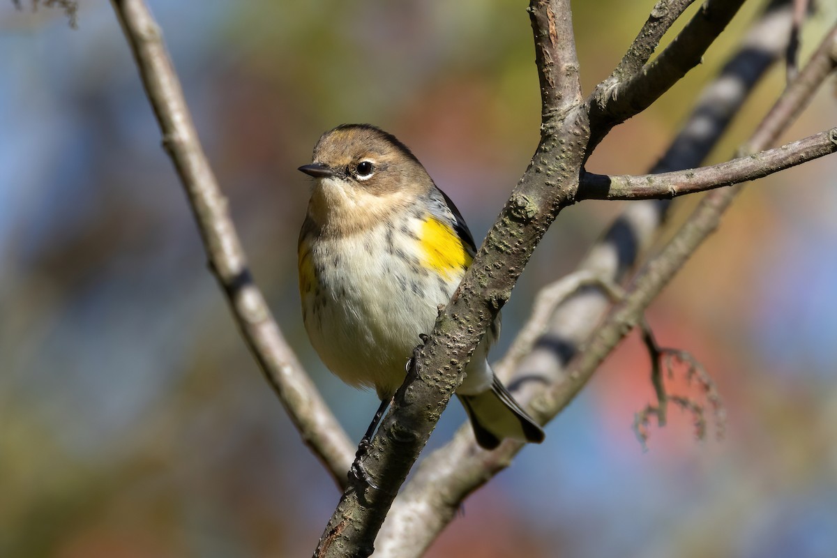 Yellow-rumped Warbler (Myrtle) - ML491750821