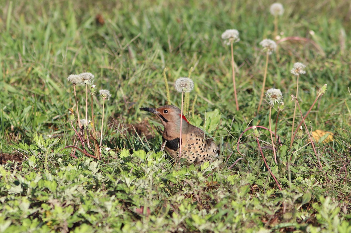 Northern Flicker (Yellow-shafted) - ML491752921