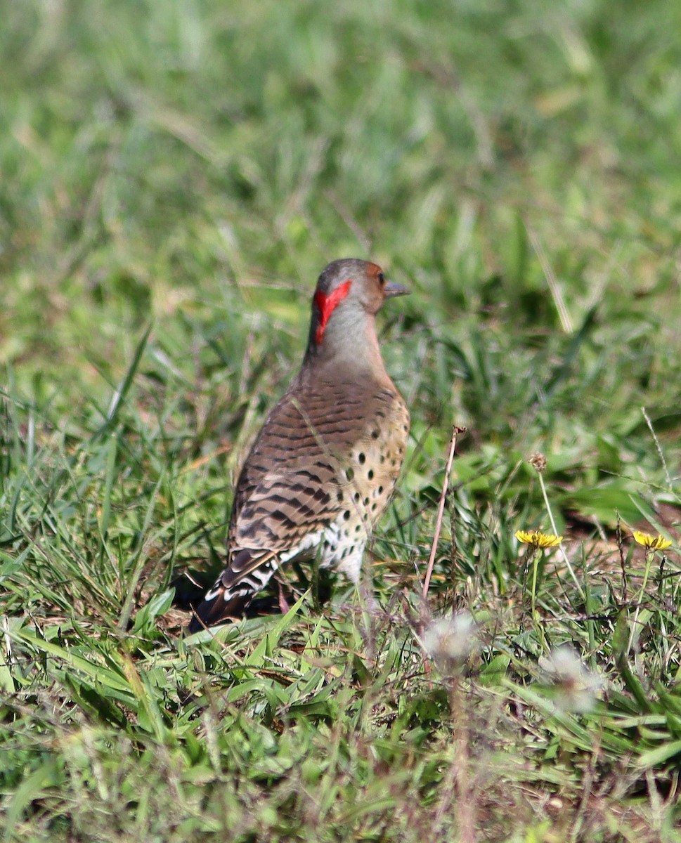Northern Flicker (Yellow-shafted) - ML491752931
