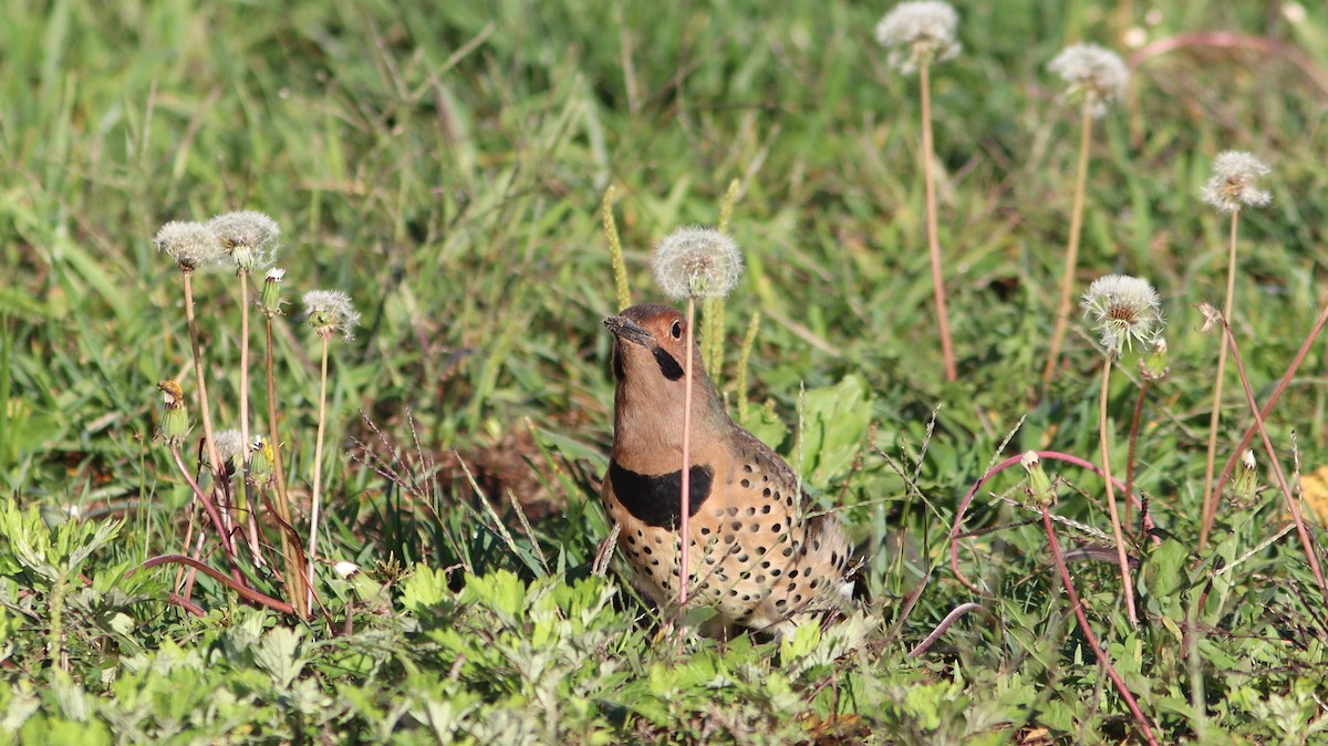 Northern Flicker (Yellow-shafted) - ML491752941
