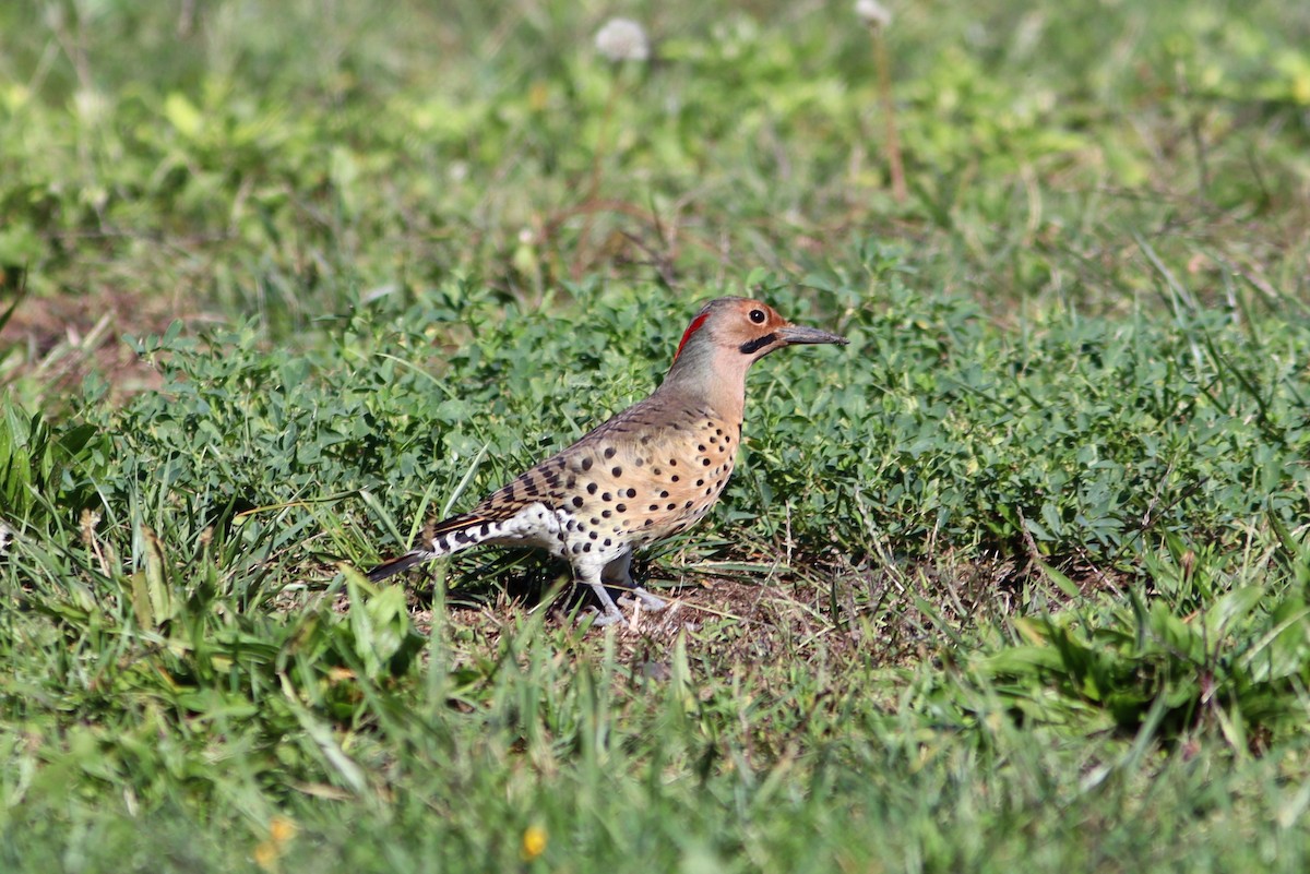 Northern Flicker (Yellow-shafted) - ML491752951