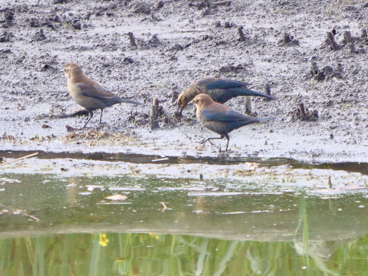 Rusty Blackbird - Gregory Hejnar