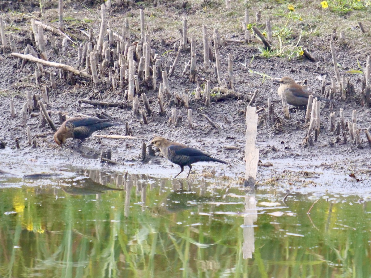 Rusty Blackbird - ML491753891