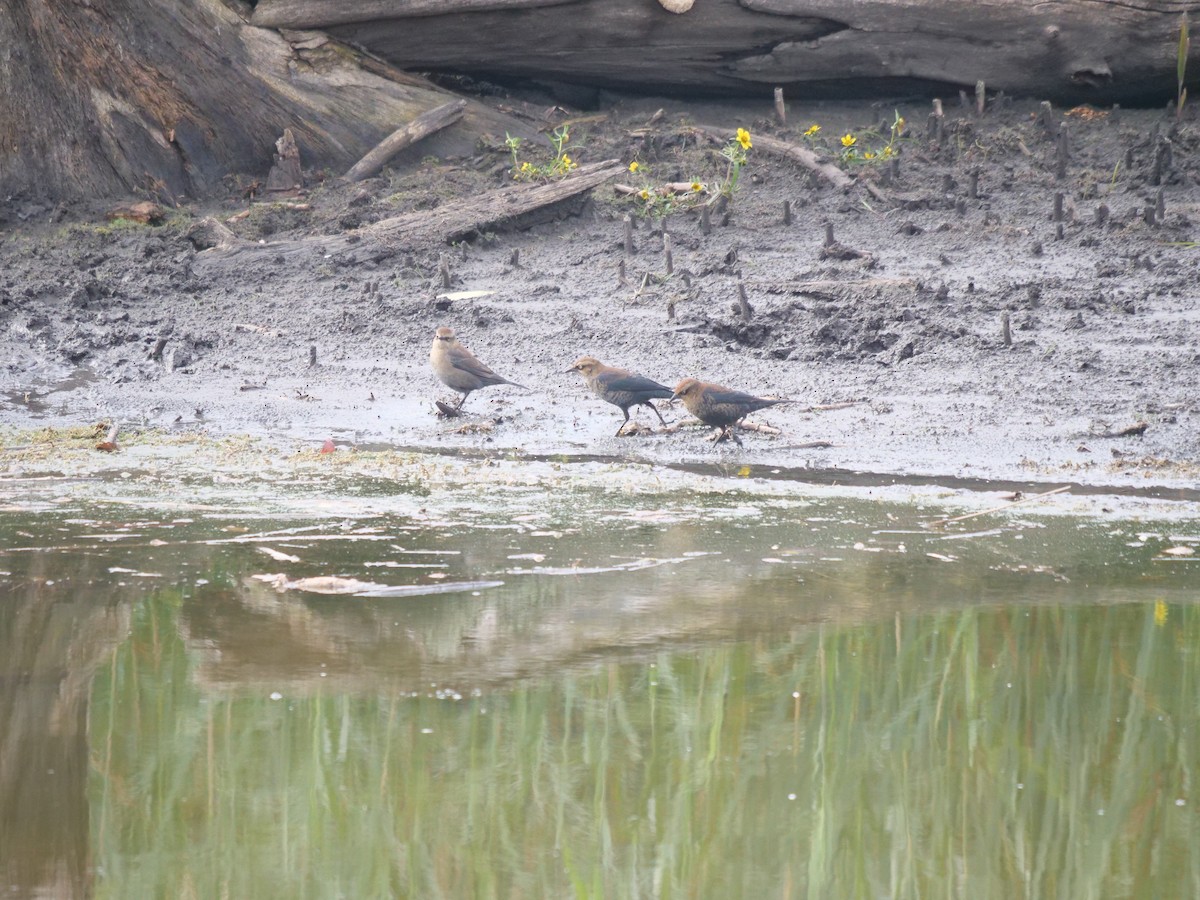 Rusty Blackbird - ML491753901