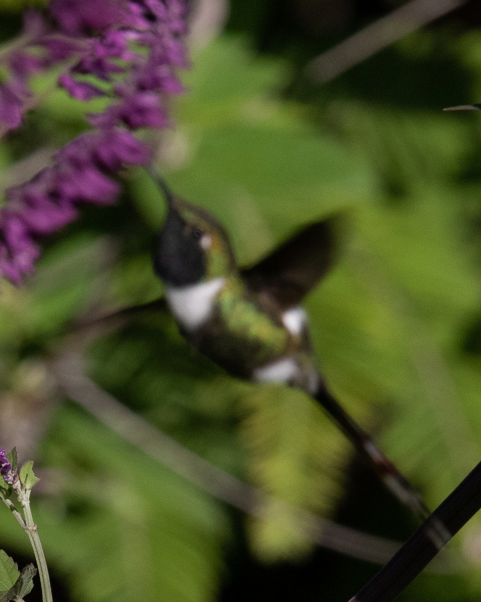 Colibrí de Dupont - ML491754041