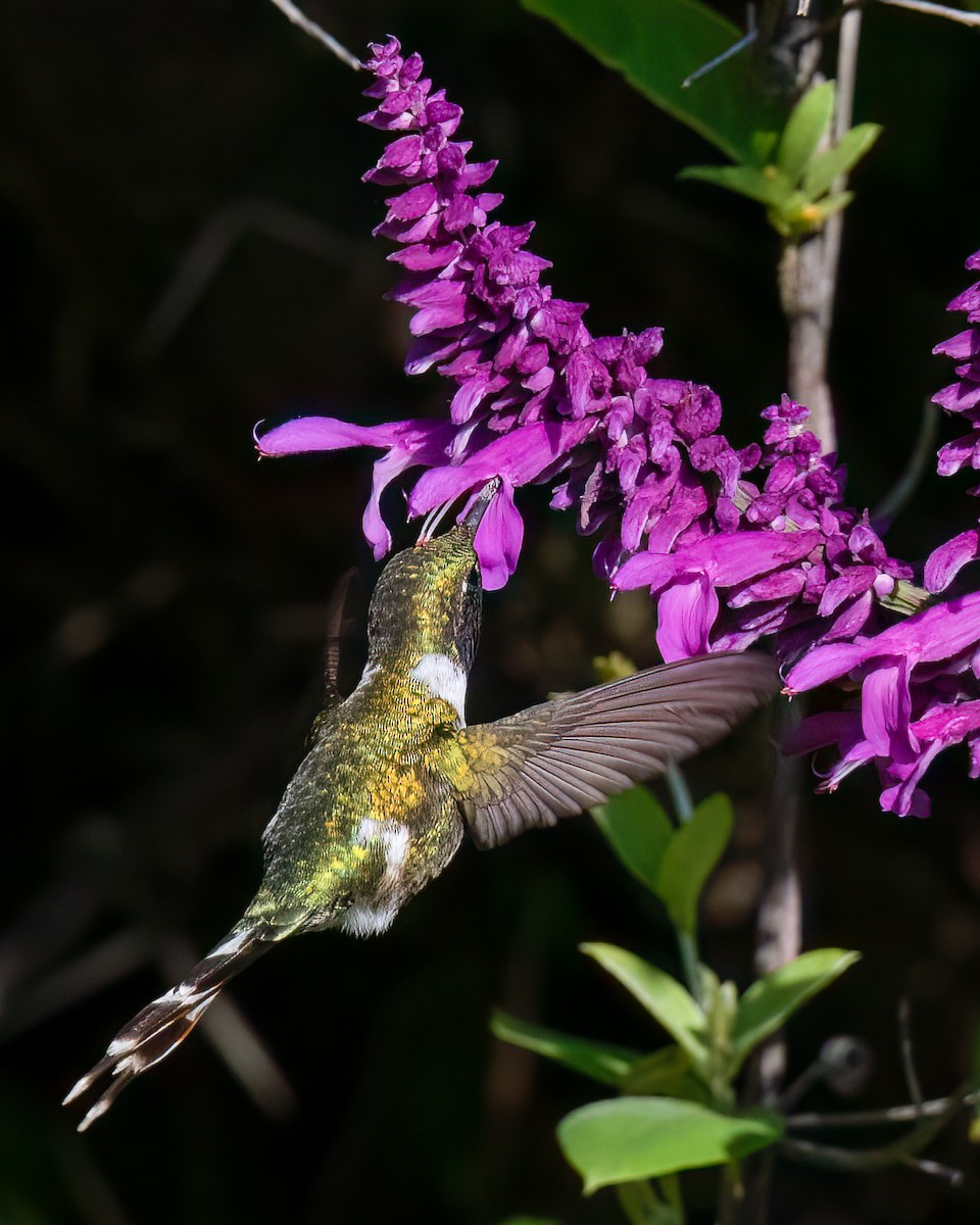 Sparkling-tailed Hummingbird - Rafael Rodríguez Brito