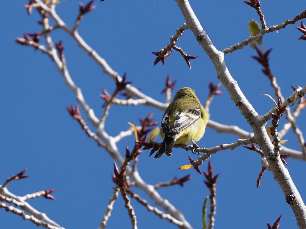 Lesser Goldfinch - Sibylle Hechtel