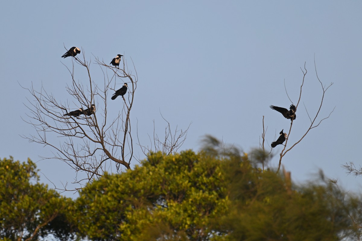 Collared Crow - ML491754231