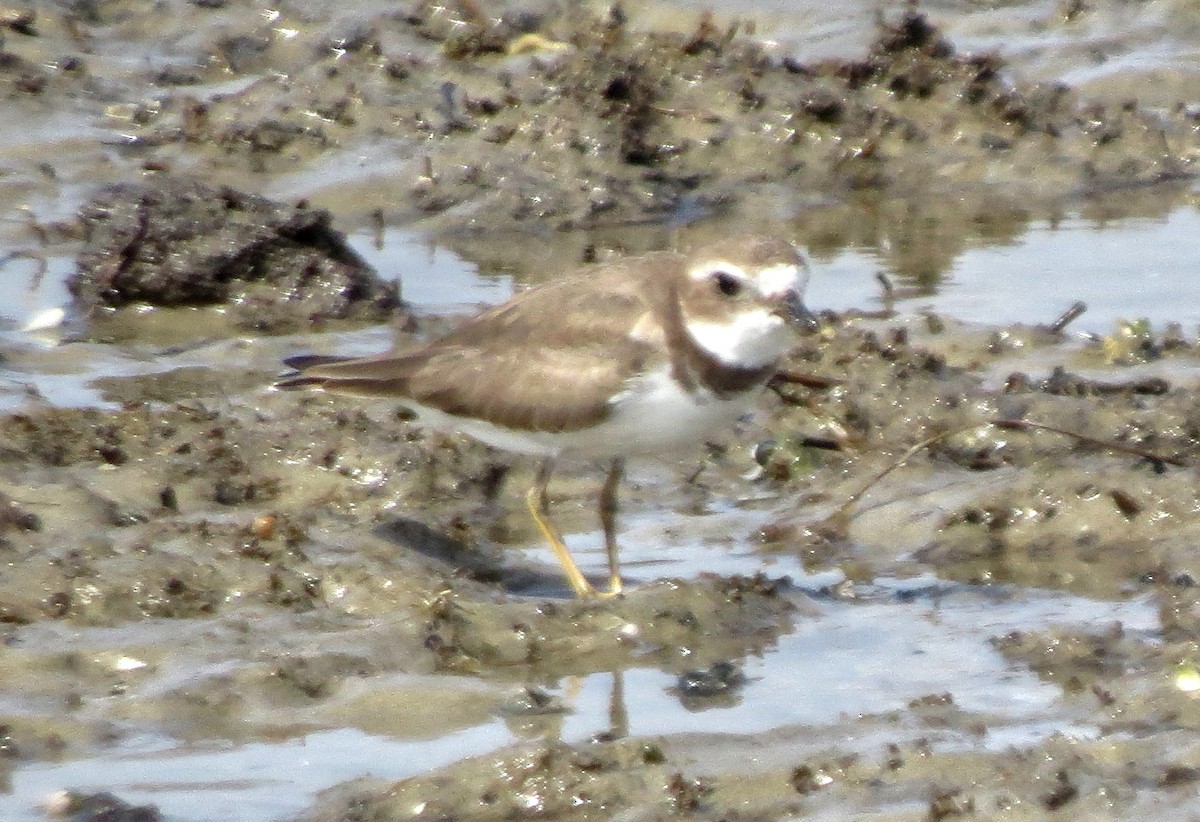 Semipalmated Plover - ML491755521
