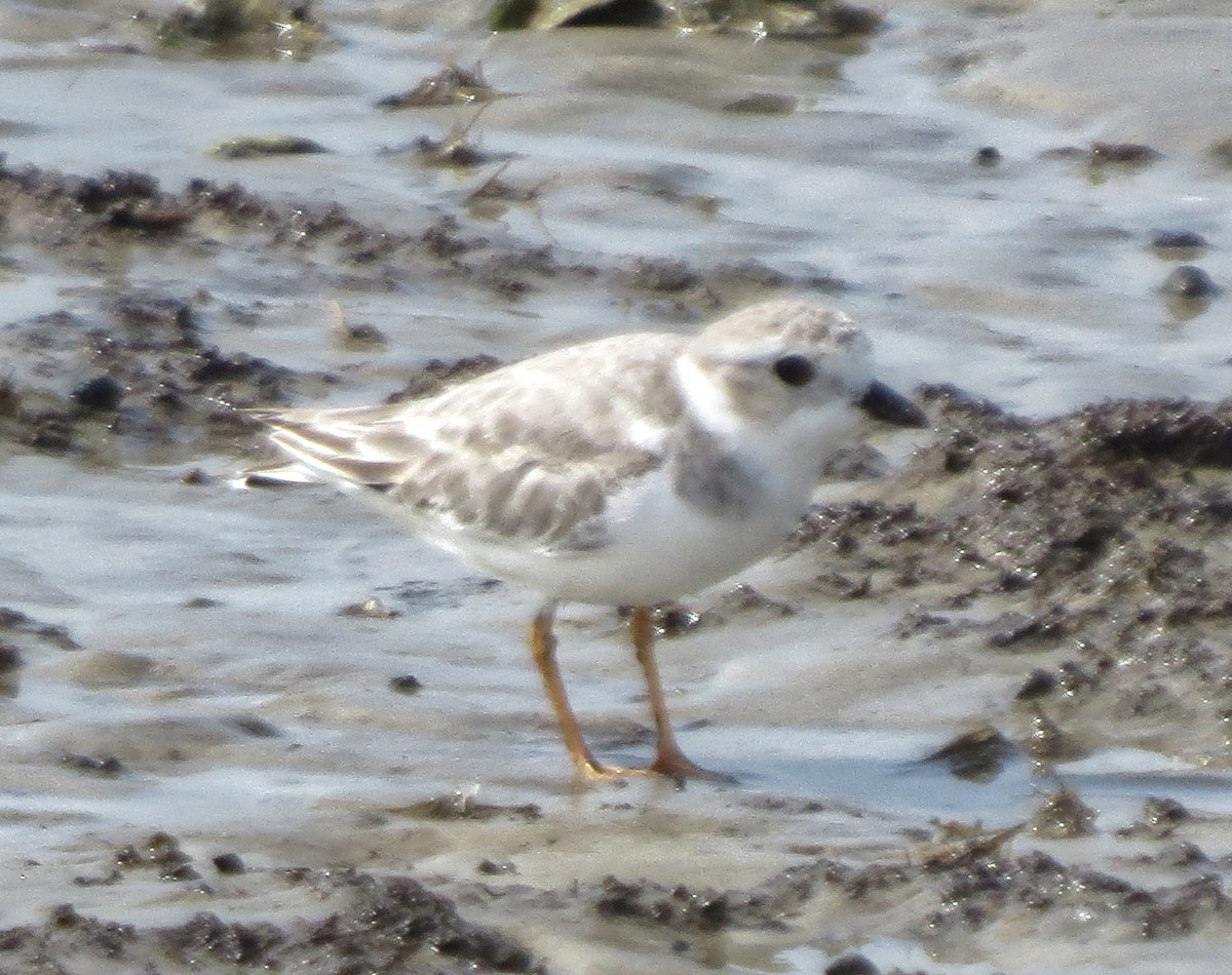 Piping Plover - ML491755611