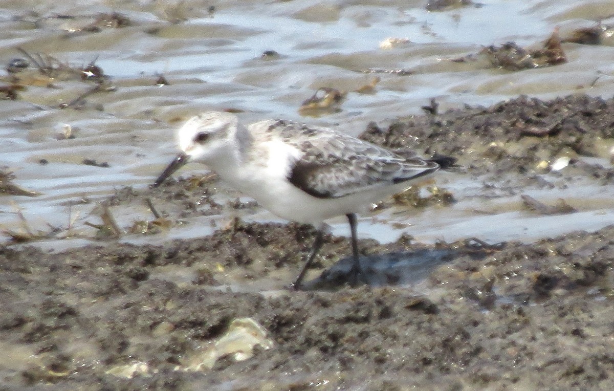 Sanderling - ML491755761