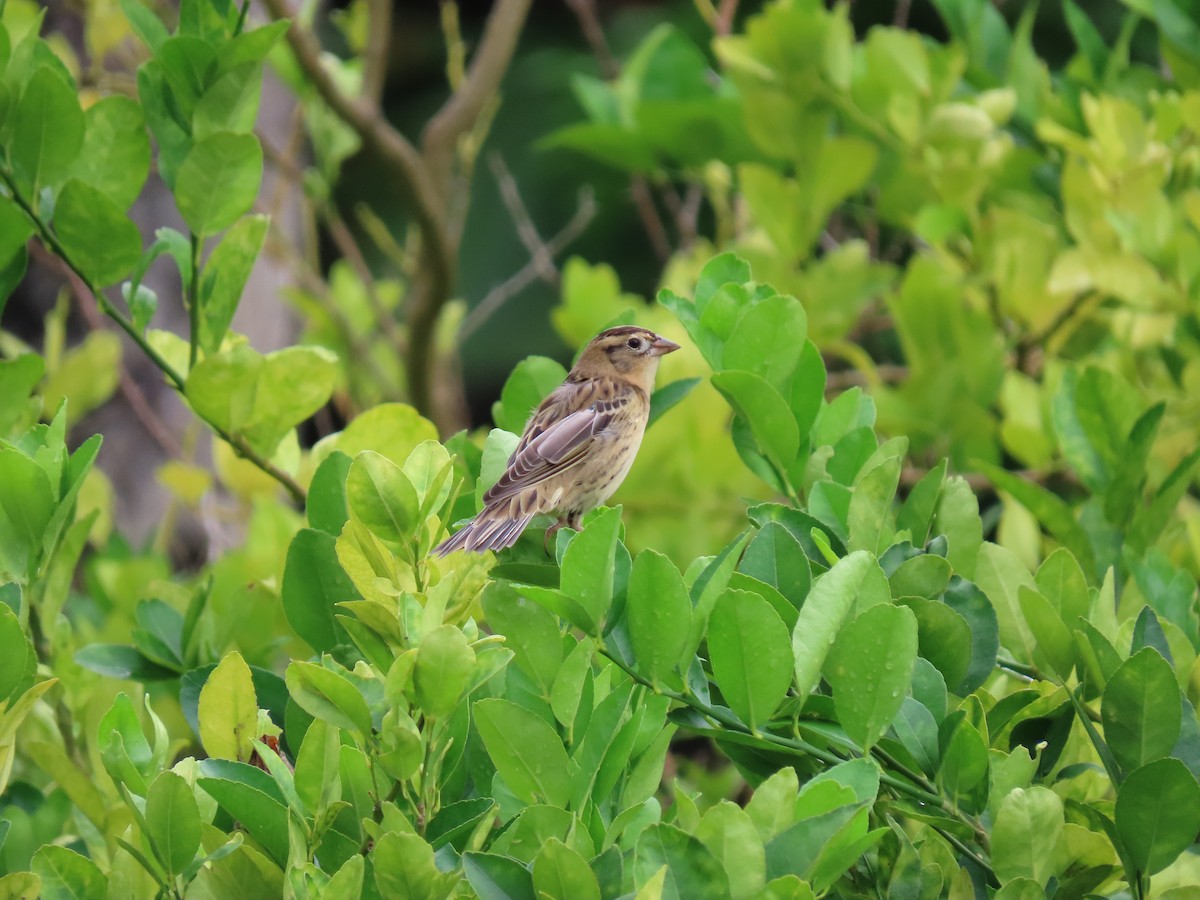 Bobolink - Anuar Acosta