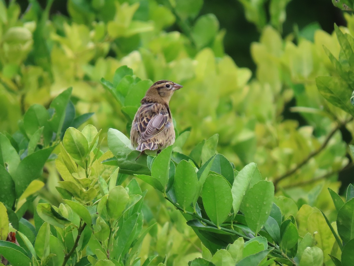 Bobolink - Anuar Acosta