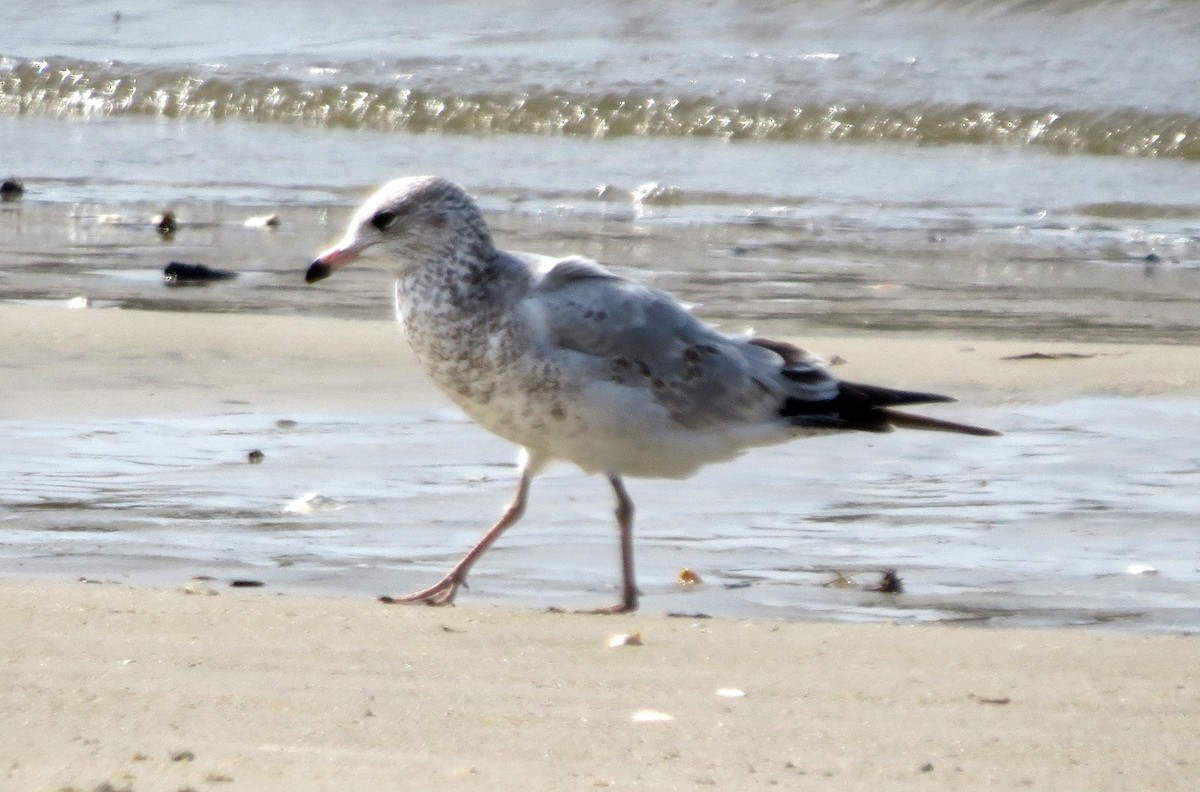 Ring-billed Gull - ML491757141