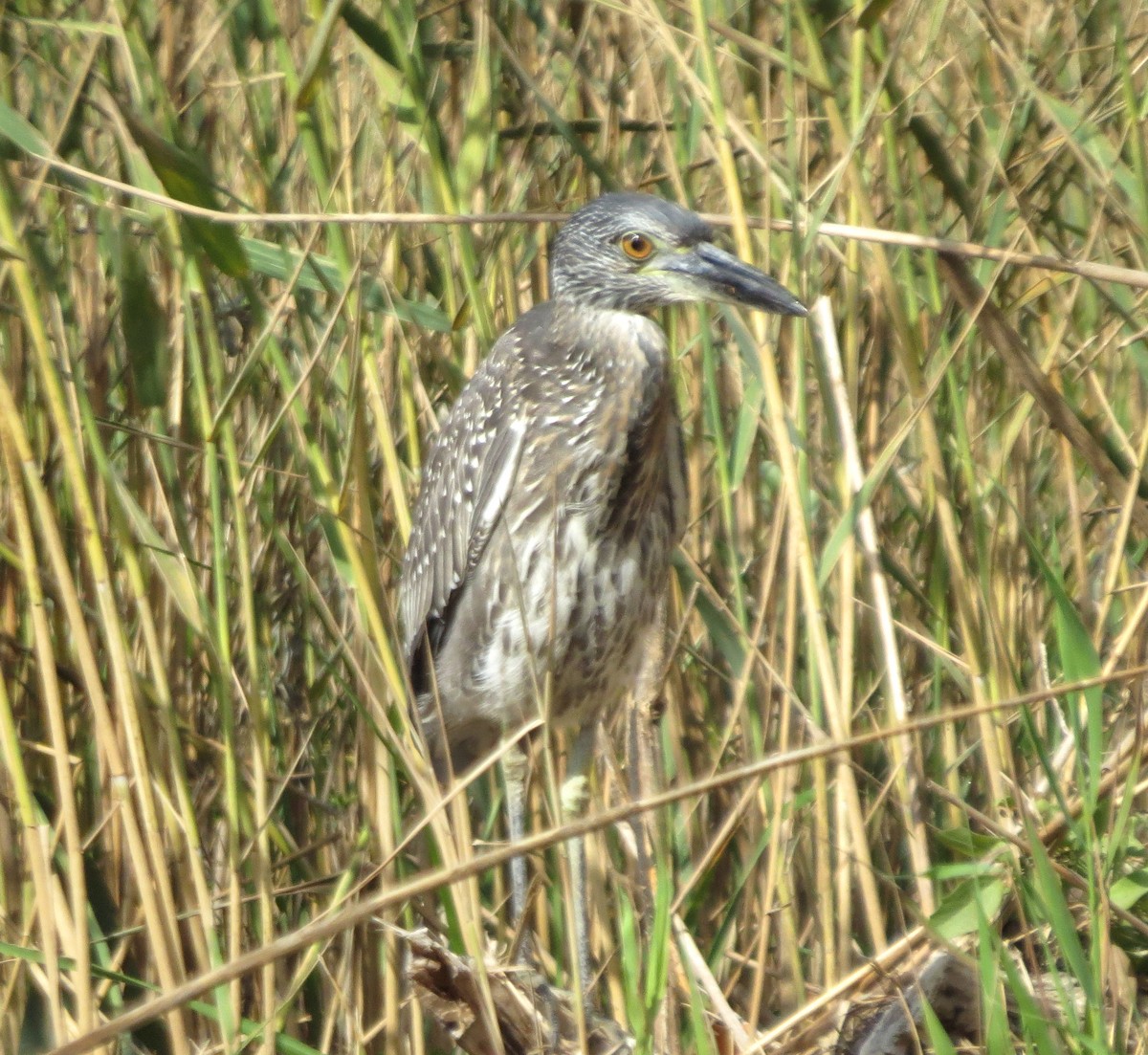 Yellow-crowned Night Heron - ML491757281