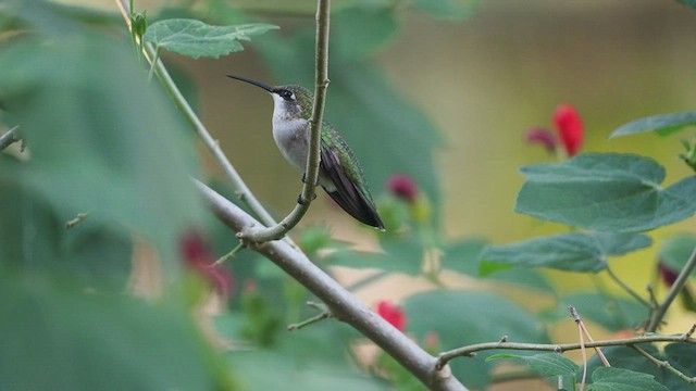 Ruby-throated Hummingbird - ML491757331