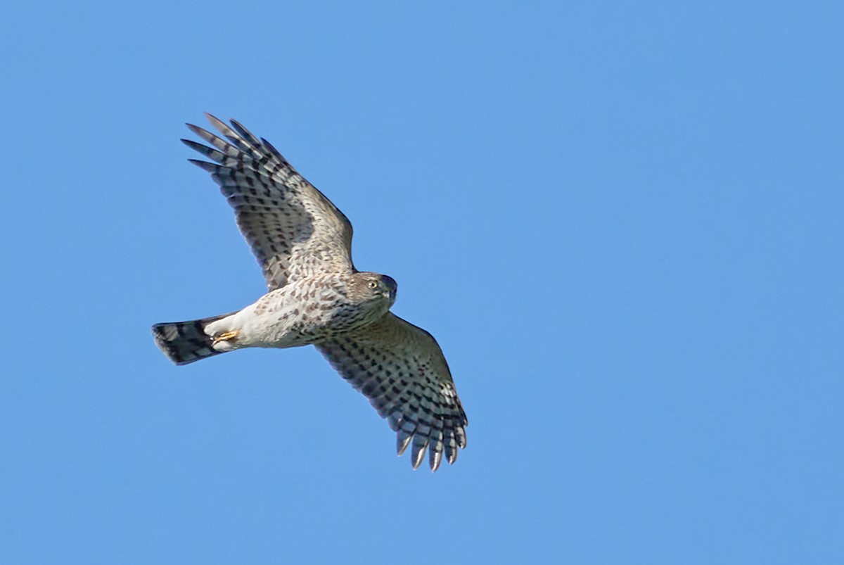 Sharp-shinned Hawk - ML491757961