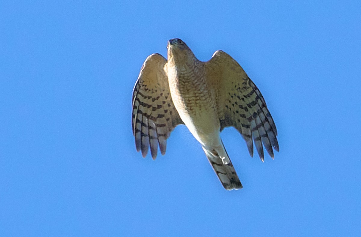 Sharp-shinned Hawk - ML491757971