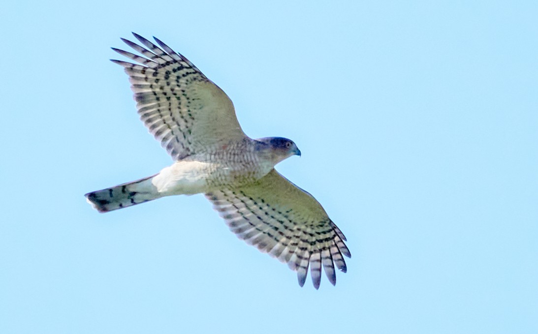 Sharp-shinned Hawk - ML491757991