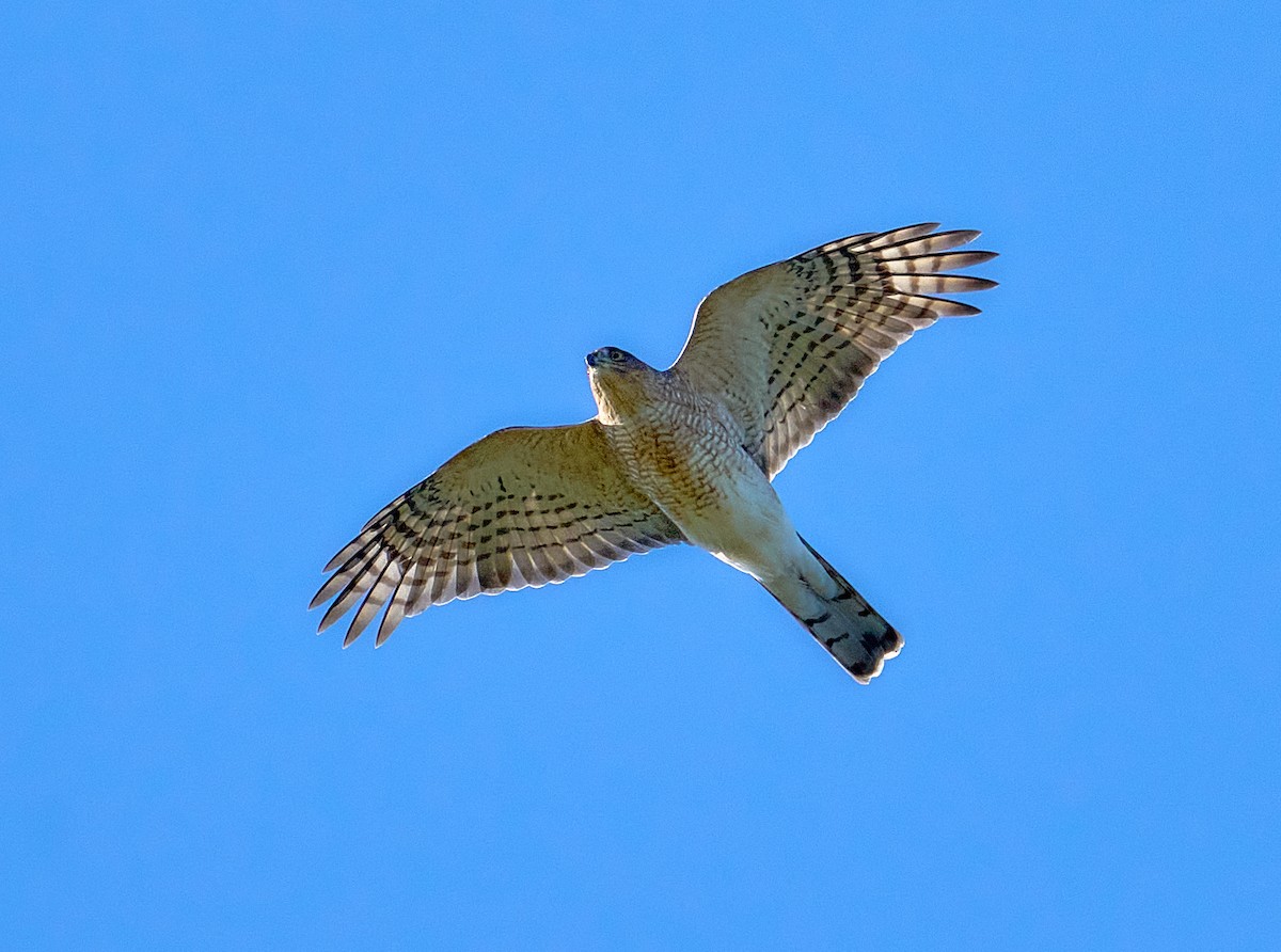 Sharp-shinned Hawk - ML491758001