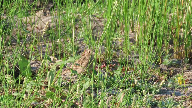 Chestnut-collared Longspur - ML491758551