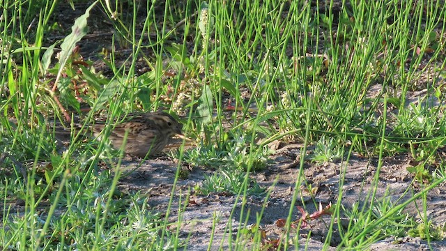 Chestnut-collared Longspur - ML491758561