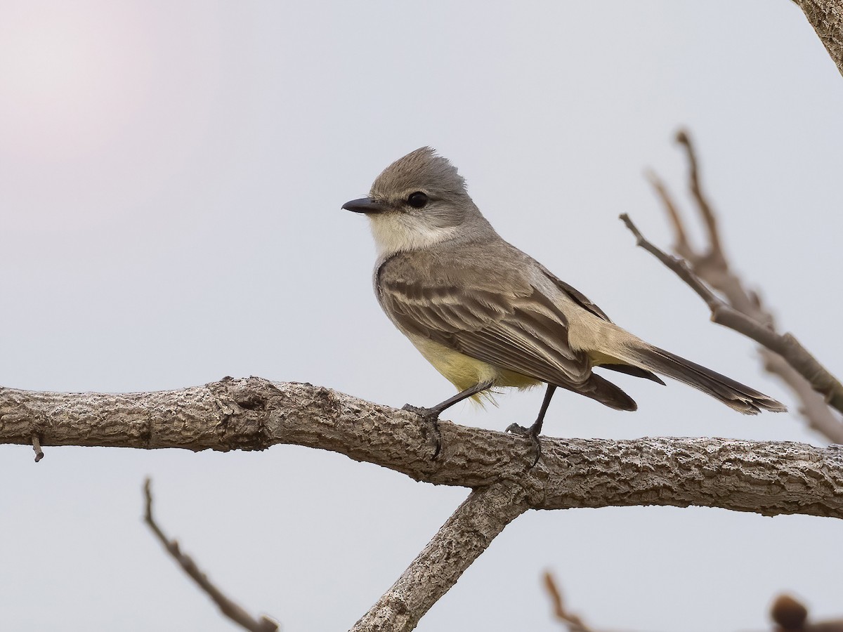 Chapada Flycatcher - Andres Vasquez Noboa