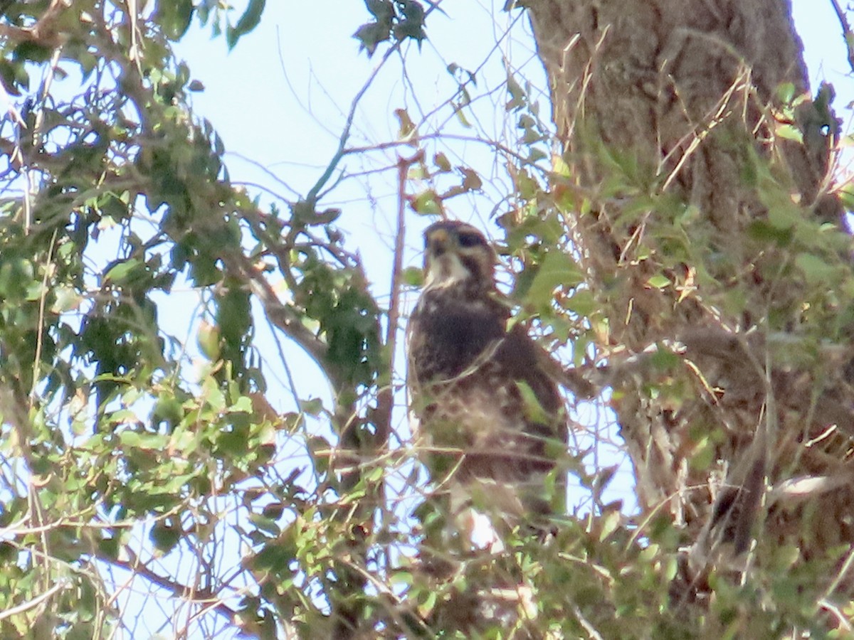 Gray Hawk - ML491758881