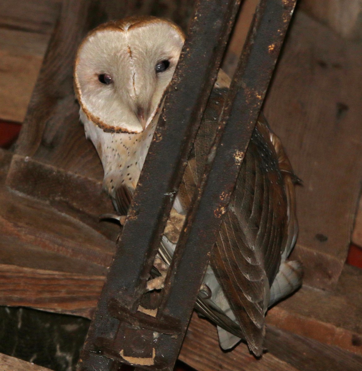 Barn Owl - ML49176051