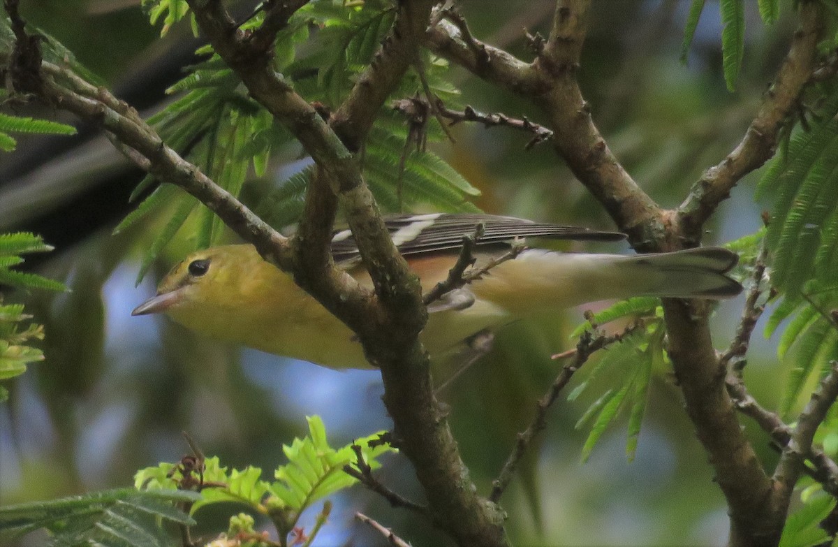 Bay-breasted Warbler - Juan Pablo Arboleda