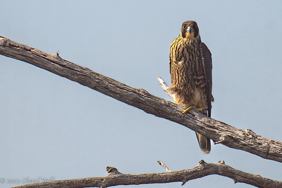 Peregrine Falcon - Cheryl White