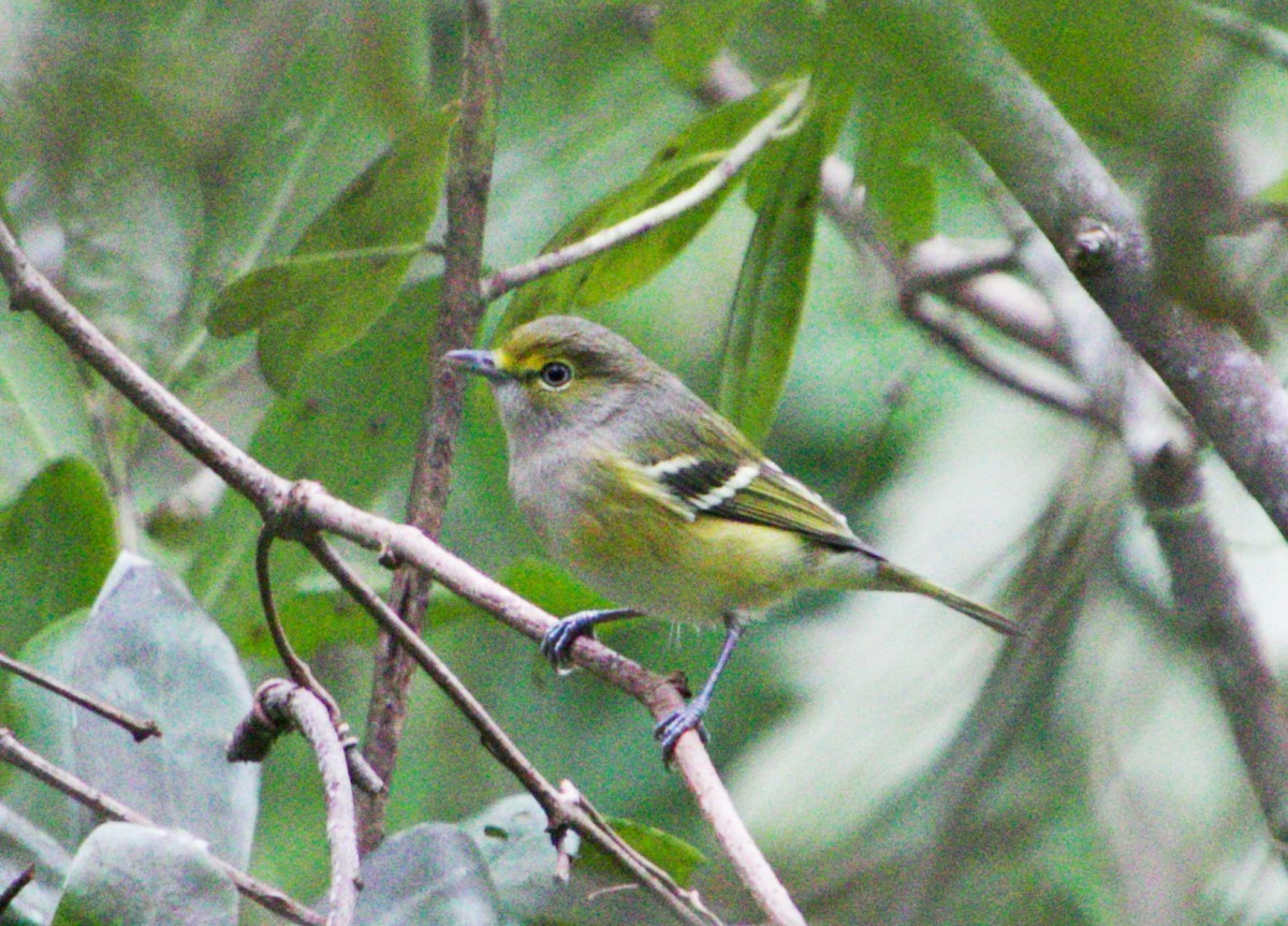 White-eyed Vireo - Anonymous